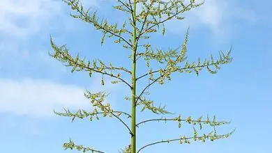 Photo of Cura della pianta Furcraea selloa, Falsa agave o Furcrea