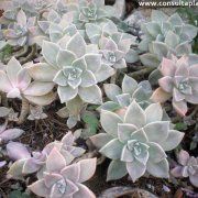 Photo of Cura della pianta Graptopetalum paraguayense, Graptopétalo o Madreperla