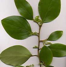 Photo of Cura della pianta Griselinia littoralis, Griselinia o Kapuka