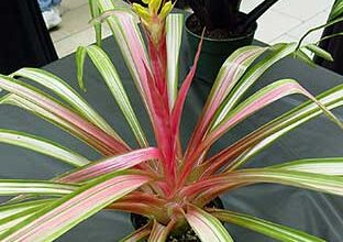 Photo of Cura della pianta Guzmania lingulata, Stella scarlatta o Bromeliacea