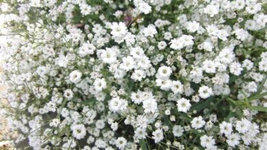 Photo of Cura della pianta Gypsophila muralis, Gysophila o Nuvola della sposa