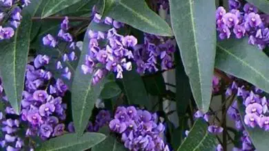 Photo of Cura della pianta Hardenbergia violacea o Hardenbergia violacea