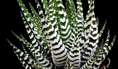 Photo of Cura della pianta Haworthia angustifolia o Aloe stenophylla