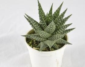 Photo of Cura della pianta Haworthia truncata o Hawortia truncada