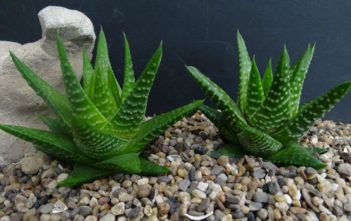 Photo of Cura della pianta Haworthia turgida o Aloe turgida