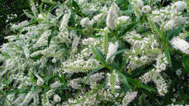 Photo of Cura della pianta Hebe salicifolia o Koromiko