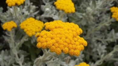 Photo of Cura della pianta Helichrysum cymosum o tappeto dorato