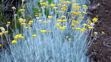 Photo of Cura della pianta Helichrysum petiolare o Liquirizia