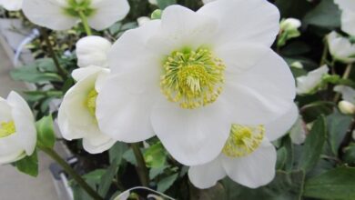 Photo of Cura della pianta Helleborus, Heleborus o Eleborus