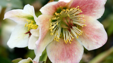 Photo of Cura della pianta Helleborus niger o Rosa di Natale