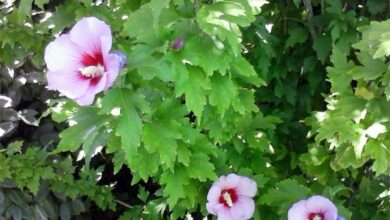 Photo of Cura della pianta Hibiscus syriacus, Altea o Rosa Siriana