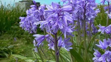 Photo of Cura della pianta Hyacinthoides Hispanica o Scilla spagnola