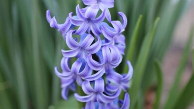 Photo of Cura della pianta Hyacinthus orientalis o giacinto comune