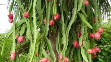 Photo of Cura della pianta Hylocereus undatus, Pitahaya o Climbing Cactus