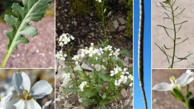 Photo of Cura della pianta Hylotelephium massimo, Balsamina o cavolo marcio