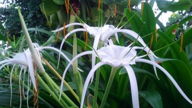 Photo of Cura della pianta Hymenocallis, Giglio di Ragno o Hymenocalis