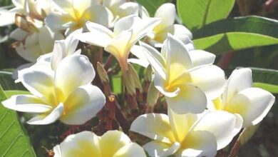 Photo of Cura della pianta Hymenosporum flavum o Plumaria australiana