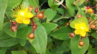 Photo of Cura della pianta Hypericum x inodorum o Hypericum elatum