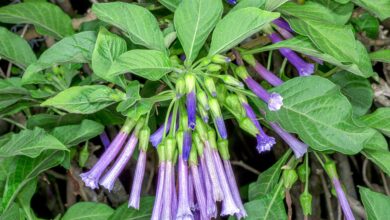 Photo of Cura della pianta Iochroma cyaneum, Iocroma o Churur violetta