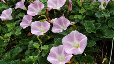 Photo of Cura della pianta Ipomoea alba o Amole