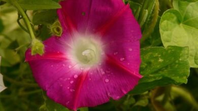 Photo of Cura della pianta Ipomoea cairica o Palmetto