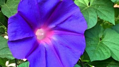 Photo of Cura della pianta Ipomoea indica o Campanita