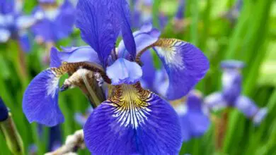 Photo of Cura della pianta Iris germanica o Giglio Blu
