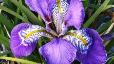 Photo of Cura della pianta Iris unguicularis o giglio di Algeri