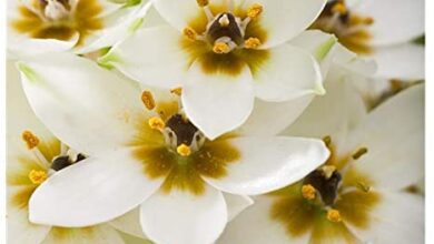 Photo of Cura della pianta Ixia viridiflora o Giglio Stella