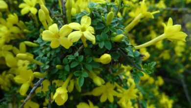 Photo of Cura della pianta Jasminum mesnyi o Gelsomino giallo