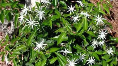 Photo of Cura della pianta Jasminum nitidum o Star Jasmine