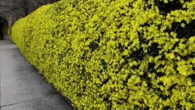 Photo of Cura della pianta Jasminum nudiflorum o Gelsomino d’inverno