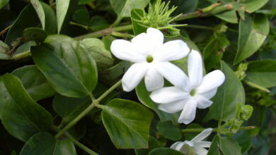 Photo of Cura della pianta Jasminum odoratissimum o Jasmine odorosa