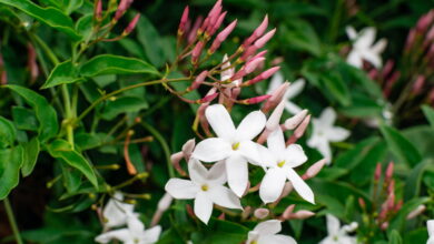 Photo of Cura della pianta Jasminum officinale o Gelsomino comune