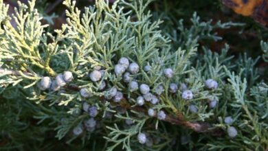 Photo of Cura della pianta Juniperus communis o ginepro comune