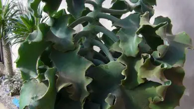 Photo of Cura della pianta Kalanchoe Beharensis o Behara Calanchoe