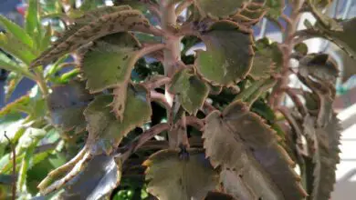 Photo of Cura della pianta Kalanchoe daigremontiana o Sperone del Diavolo