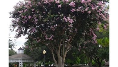 Photo of Cura della pianta Lagerstroemia indica o albero di Giove