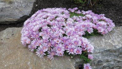 Photo of Cura della pianta Lampranthus amoenus o Lampranto