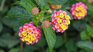 Photo of Cura della pianta Lantana montevidensis o Lantana rastrera