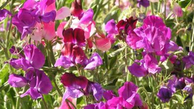 Photo of Cura della pianta Lathyrus odoratus o piselli dolci