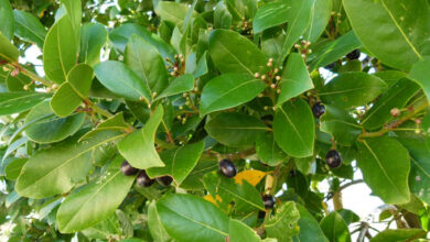 Photo of Cura della pianta Laurus nobilis o Alloro