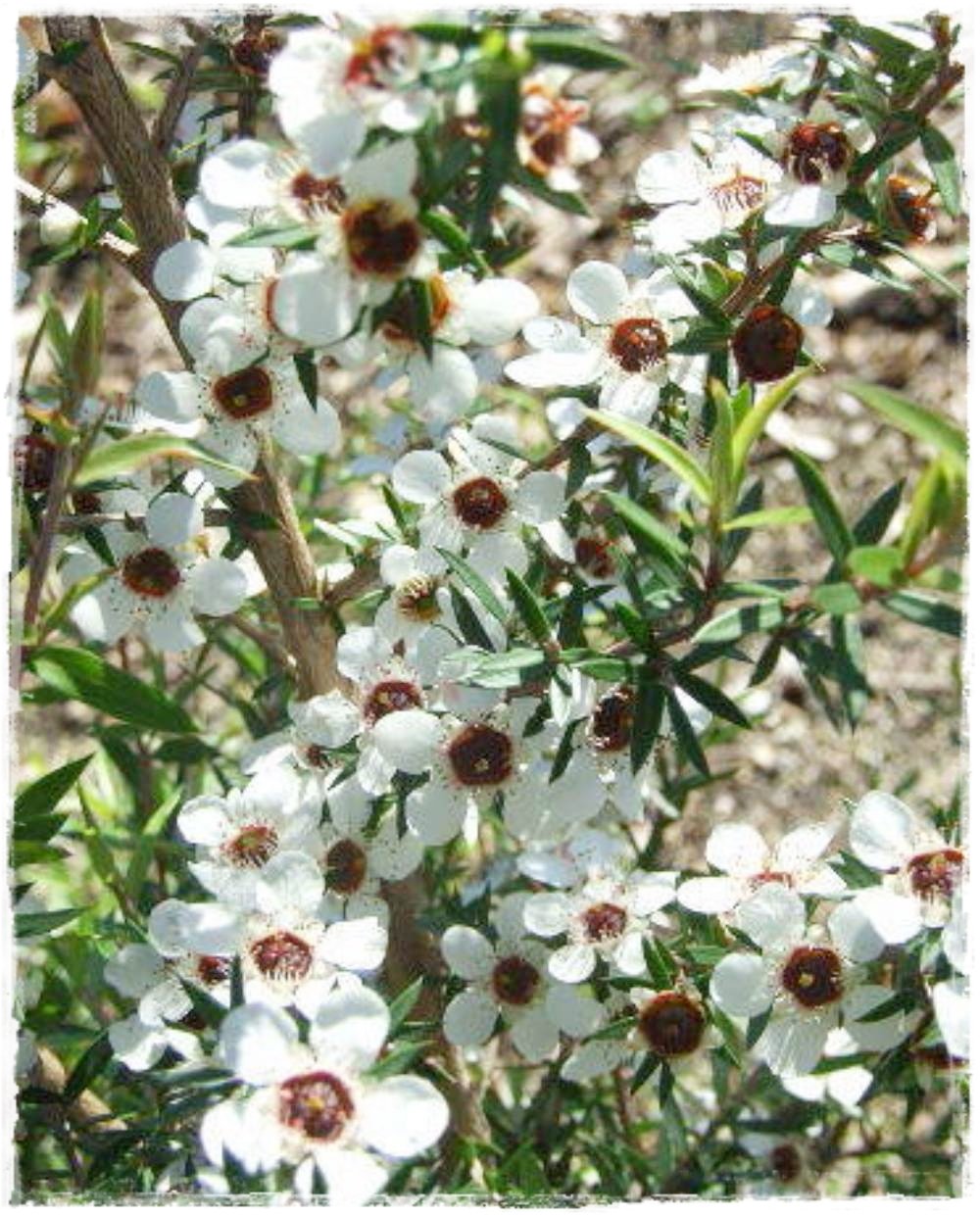 Cura della pianta Leptospermum scoparium, Manuka o Leptospermo - Il Giardino Commestible