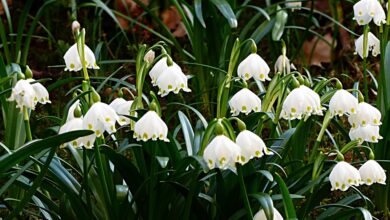 Photo of Cura della pianta Leucojum aestivum o campana estiva