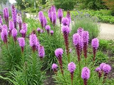 Photo of Cura della pianta Liatris spicata o Liátride