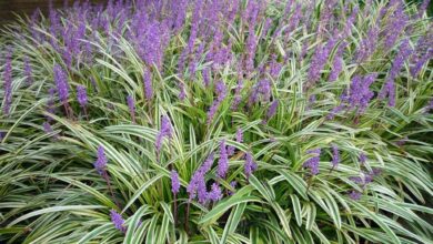 Photo of Cura della pianta Liriope muscari o Serpentine