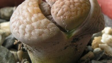 Photo of Cura della pianta Lithops, Cactus piedra o Litops