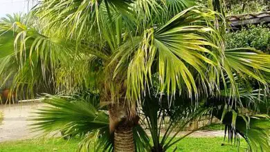 Photo of Cura della pianta Livistona chinensis o palma cinese