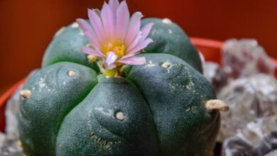 Photo of Cura della pianta Lophophora williamsii o Peyote