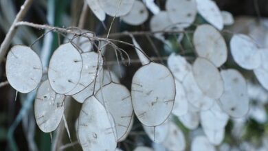 Photo of Cura della pianta Lunaria annua o monete d’argento